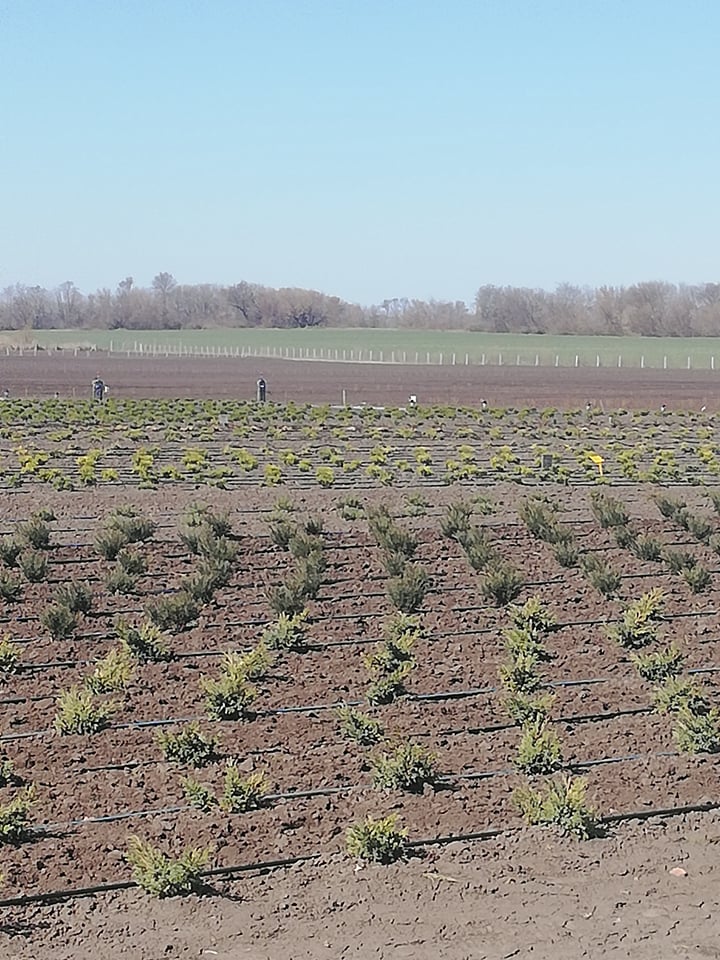 56275948 423844591708212 5204959716563746816 n